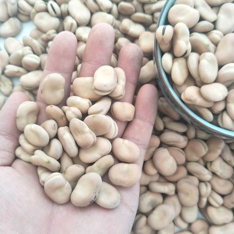高产蚕豆种子北斗七星罗汉豆种籽春秋冬季播种早熟耐寒