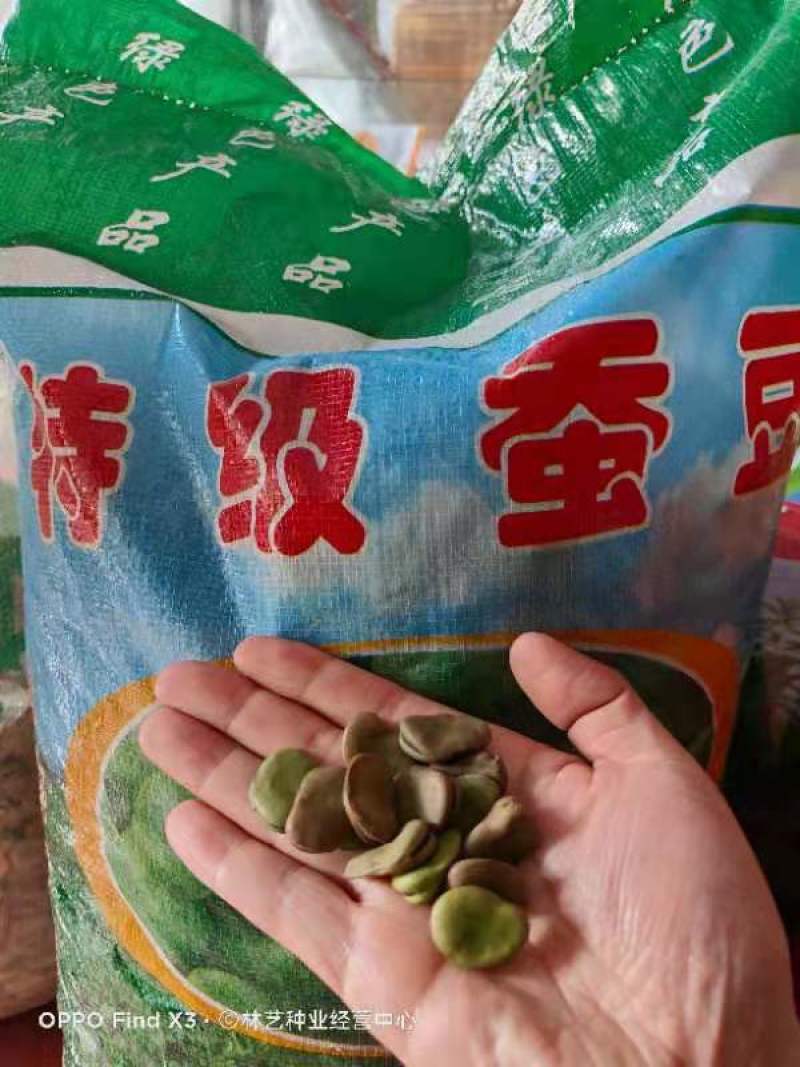 高产蚕豆种子北斗七星罗汉豆种籽春秋冬季播种早熟耐寒
