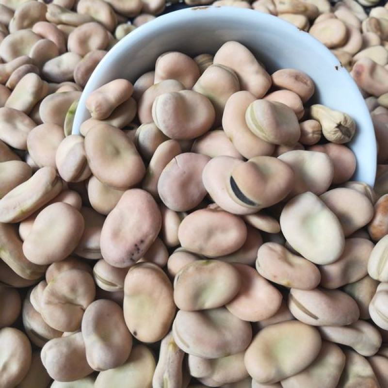 高产蚕豆种子北斗七星罗汉豆种籽春秋冬季播种早熟耐寒