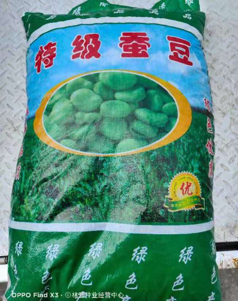 高产蚕豆种子北斗七星罗汉豆种籽春秋冬季播种早熟耐寒