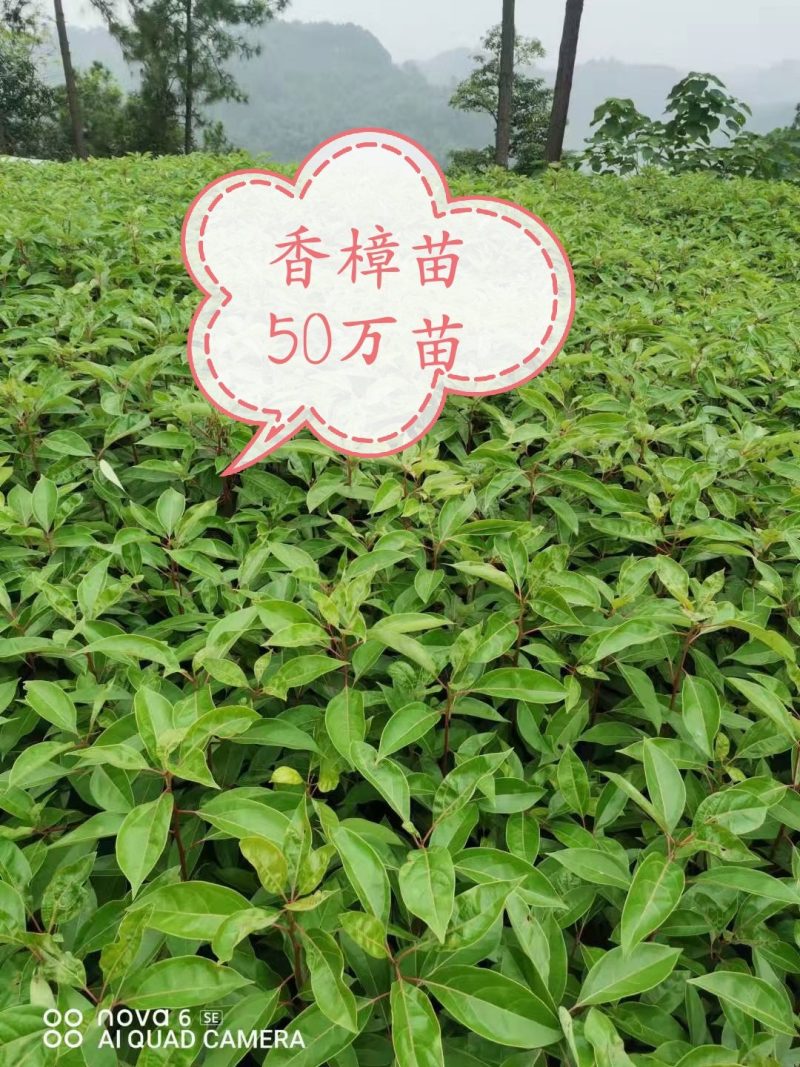 香樟树苗：无仿布袋装苗