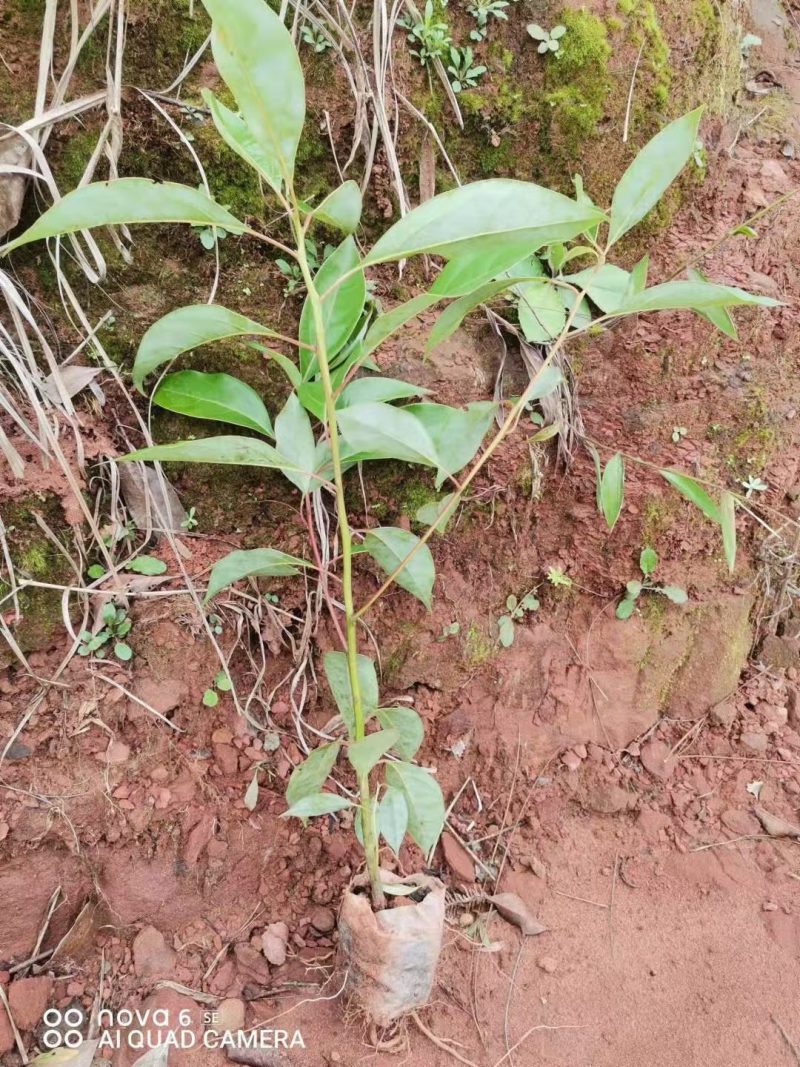 香樟树苗：无仿布袋装苗