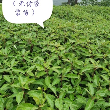 香樟树苗：无仿布袋装苗