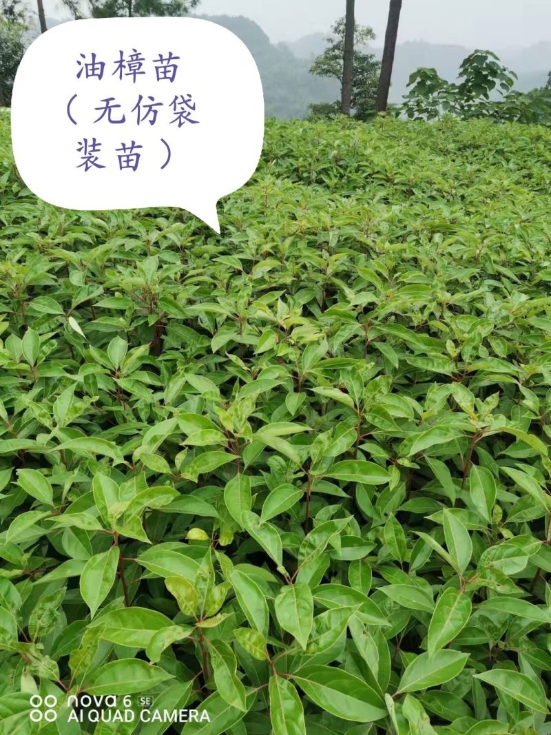 香樟树苗：无仿布袋装苗