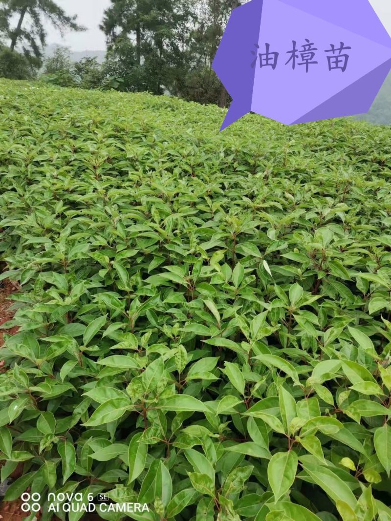 香樟树苗：无仿布袋装苗
