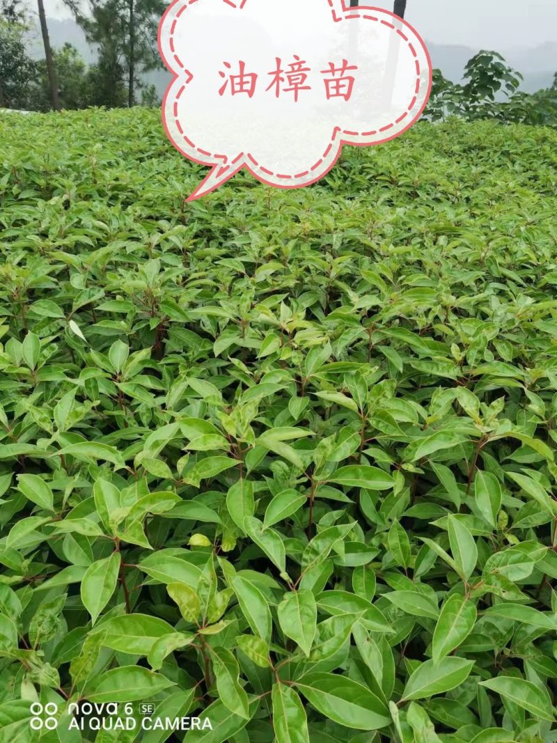 香樟树苗：无仿布袋装苗