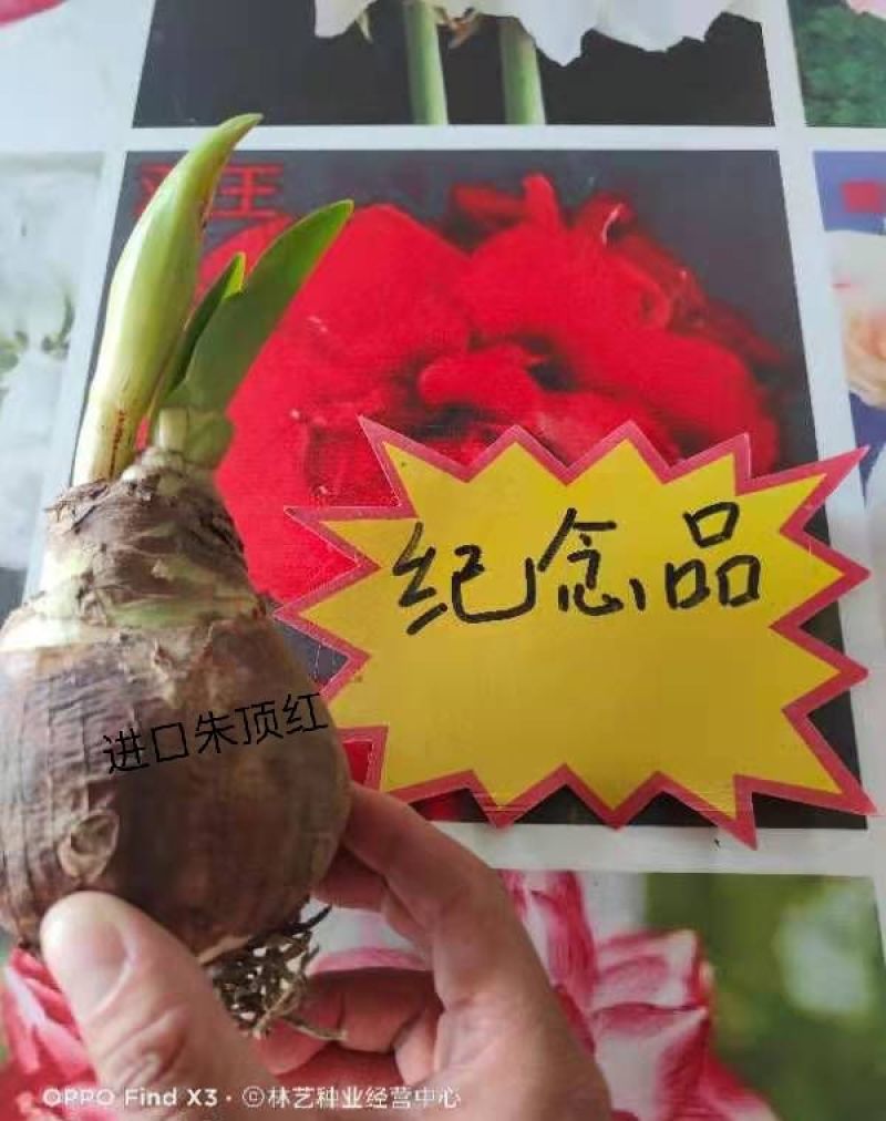 【浓香大花】荷兰进口朱顶红种球重瓣多年生球根植物绿植花卉