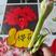 【浓香大花】荷兰进口朱顶红种球重瓣多年生球根植物绿植花卉