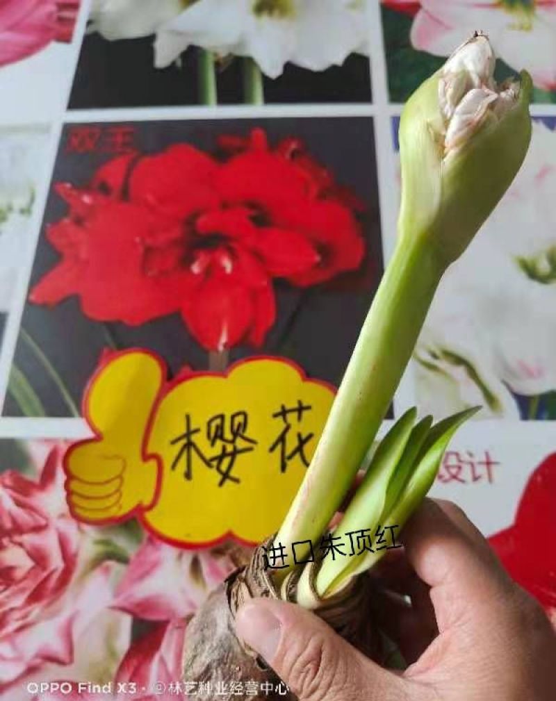 【浓香大花】荷兰进口朱顶红种球重瓣多年生球根植物绿植花卉