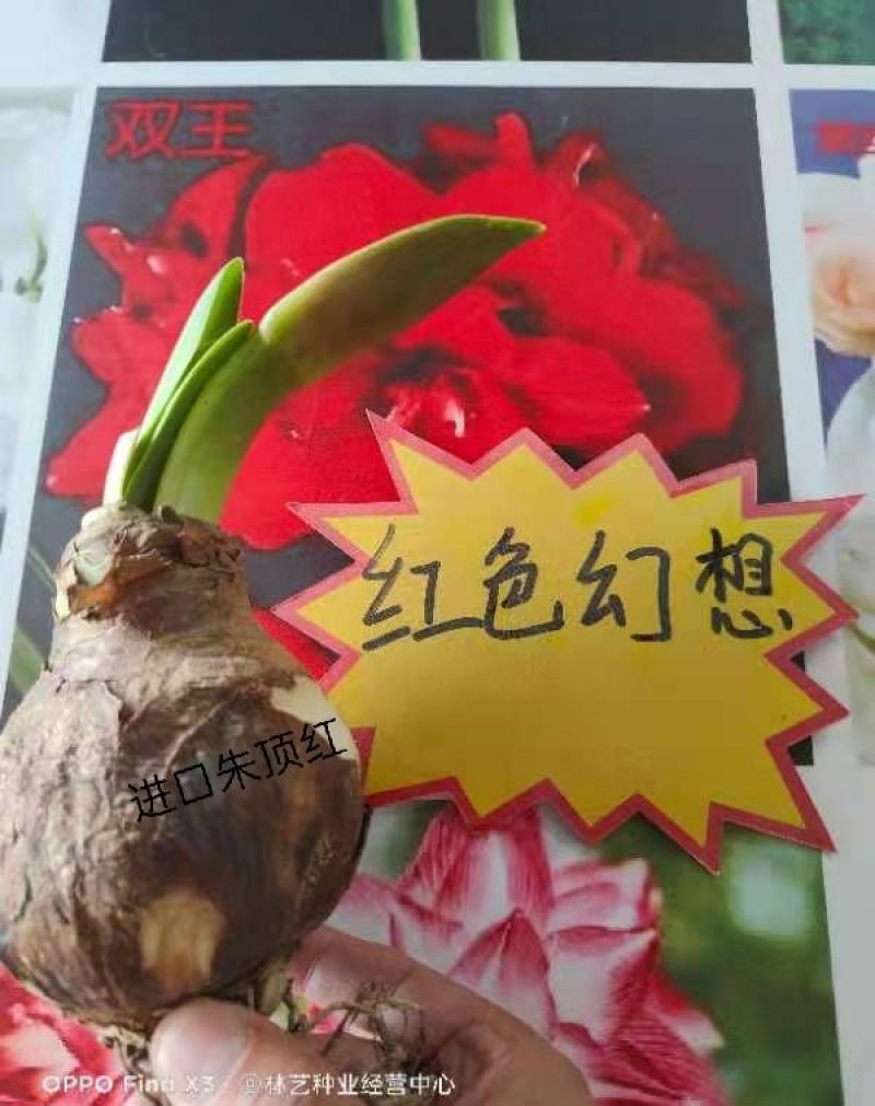 【浓香大花】荷兰进口朱顶红种球重瓣多年生球根植物绿植花卉