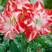 【浓香大花】荷兰进口朱顶红种球重瓣多年生球根植物绿植花卉