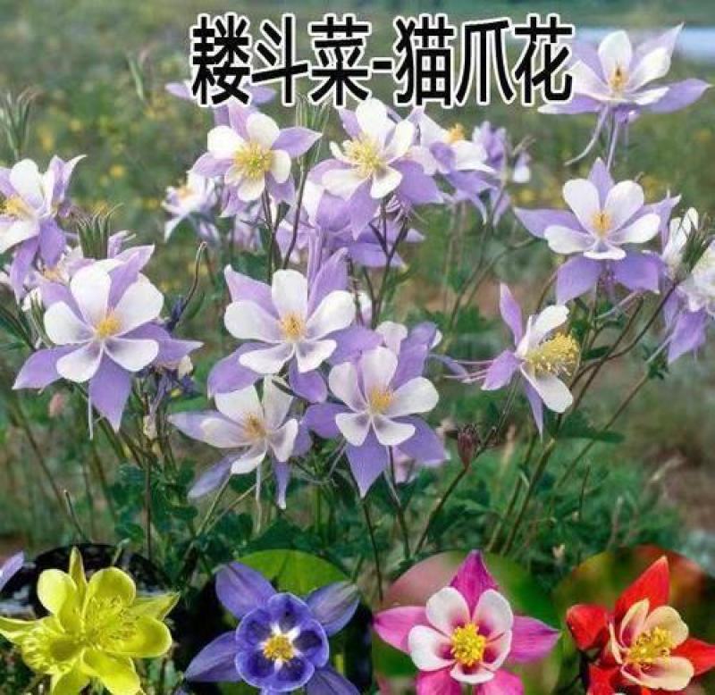 耧斗菜种子花草种子四季多播易种室内阳台盆栽夏季花卉种子