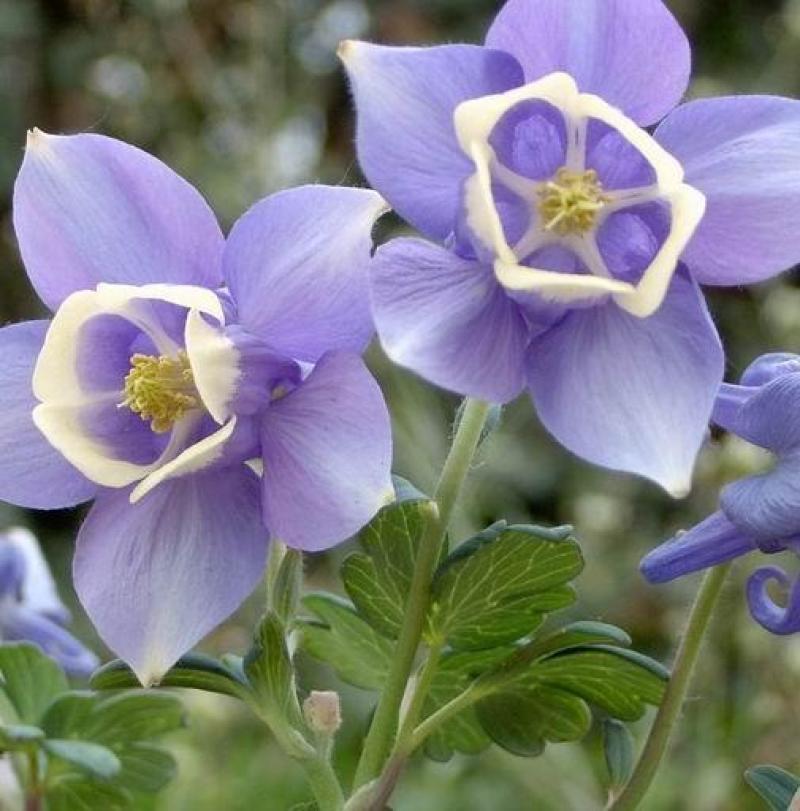 耧斗菜种子花草种子四季多播易种室内阳台盆栽夏季花卉种子