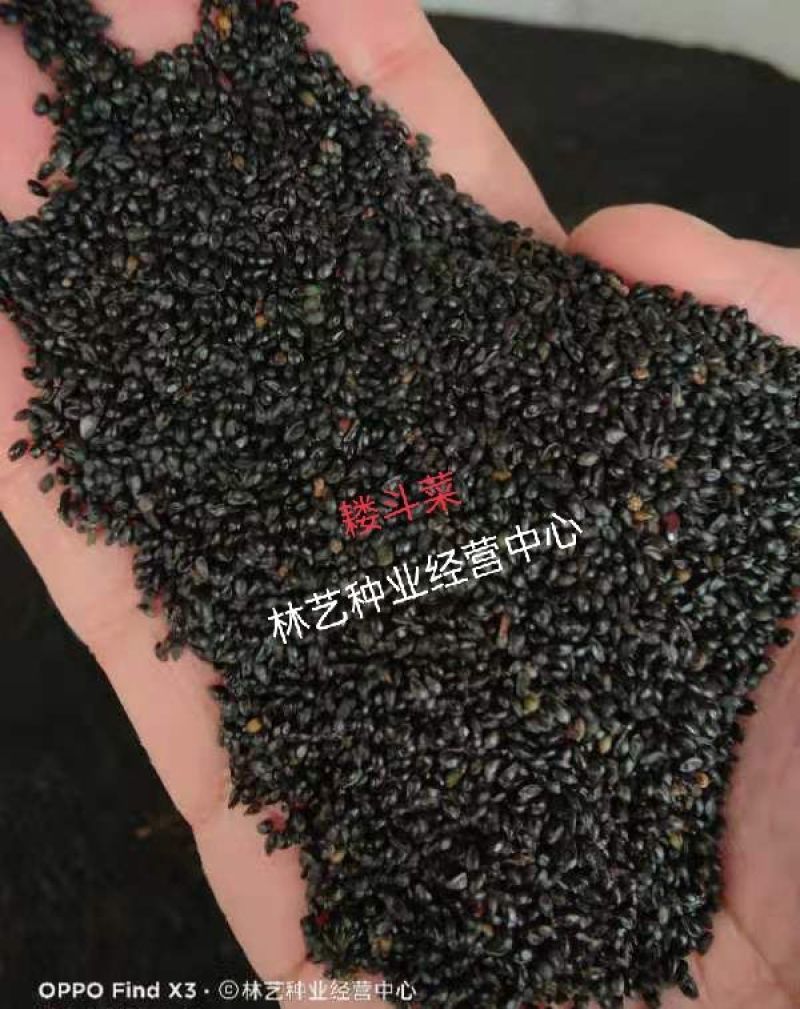 耧斗菜种子花草种子四季多播易种室内阳台盆栽夏季花卉种子