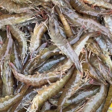 黑虎虾非常大好吃肉质细腻