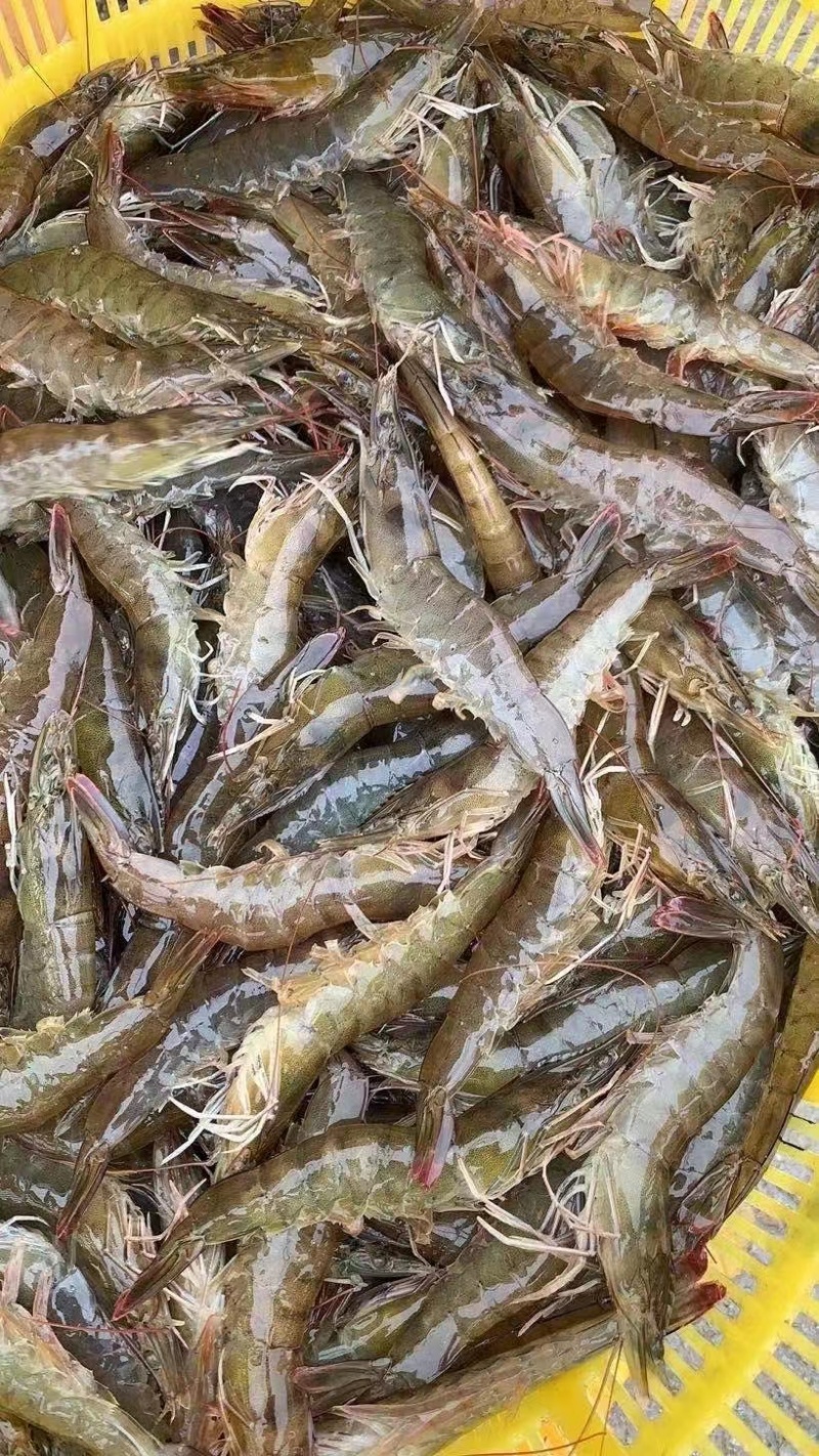 黑虎虾非常大好吃肉质细腻