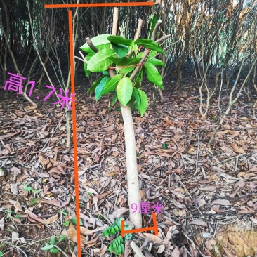 大叶红莲雾大苗