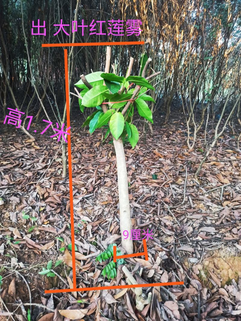 大叶红莲雾大苗