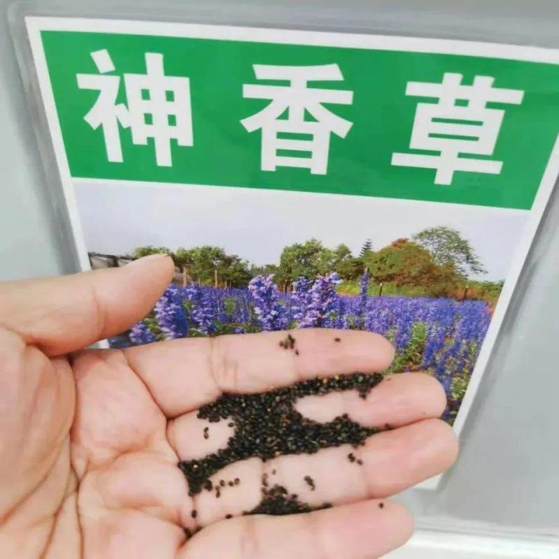 神香草种子可食用香草种子驱蚊虫多年生植物香囊草种子