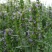 神香草种子可食用香草种子驱蚊虫多年生植物香囊草种子