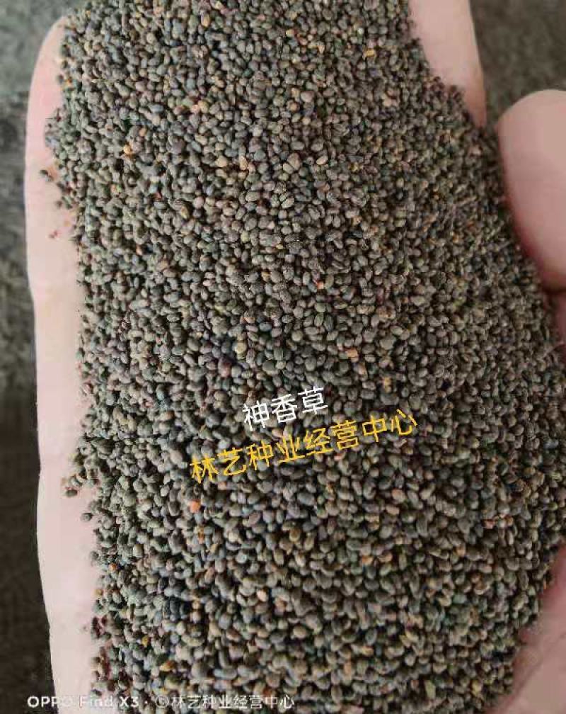 神香草种子可食用香草种子驱蚊虫多年生植物香囊草种子