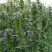 神香草种子可食用香草种子驱蚊虫多年生植物香囊草种子
