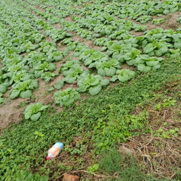 黄心大白菜想包地自己种的老板，包地的老板可以开始搞了。