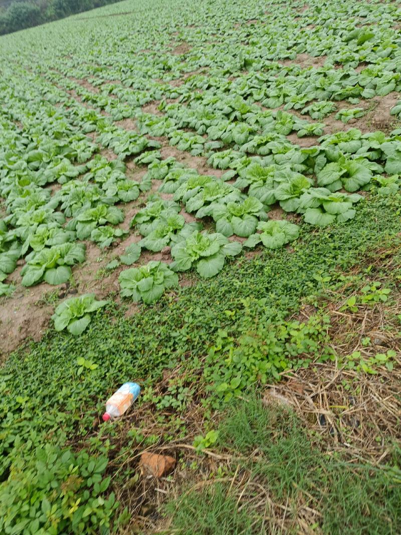 黄心大白菜想包地自己种的老板，包地的老板可以开始搞了。