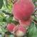桃树苗新品种早熟五月红春丽突围，晚熟巨型冬桃，映霜红桃苗