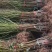 桃树苗新品种早熟五月红春丽突围,晚熟巨型冬桃,映霜红桃苗