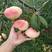 桃树苗新品种早熟五月红春丽突围，晚熟巨型冬桃，映霜红桃苗