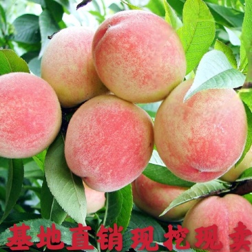 桃树苗新品种早熟五月红春丽突围,晚熟巨型冬桃,映霜红桃苗