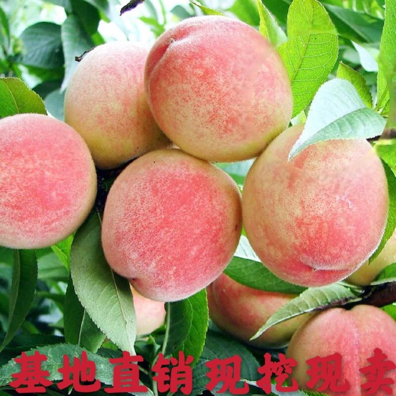 桃树苗新品种早熟五月红春丽突围，晚熟巨型冬桃，映霜红桃苗