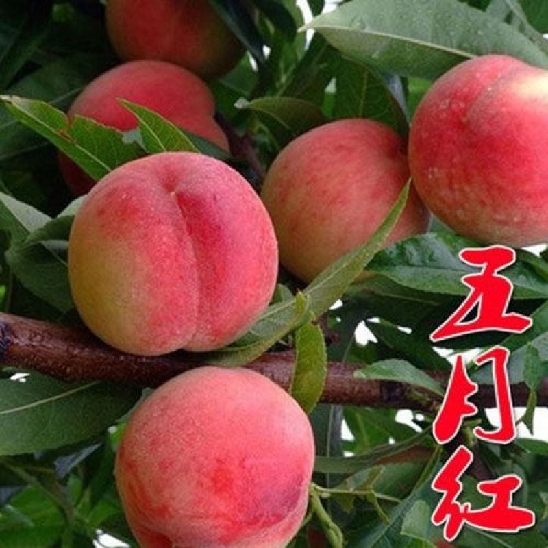 桃树苗新品种早熟五月红春丽突围，晚熟巨型冬桃，映霜红桃苗