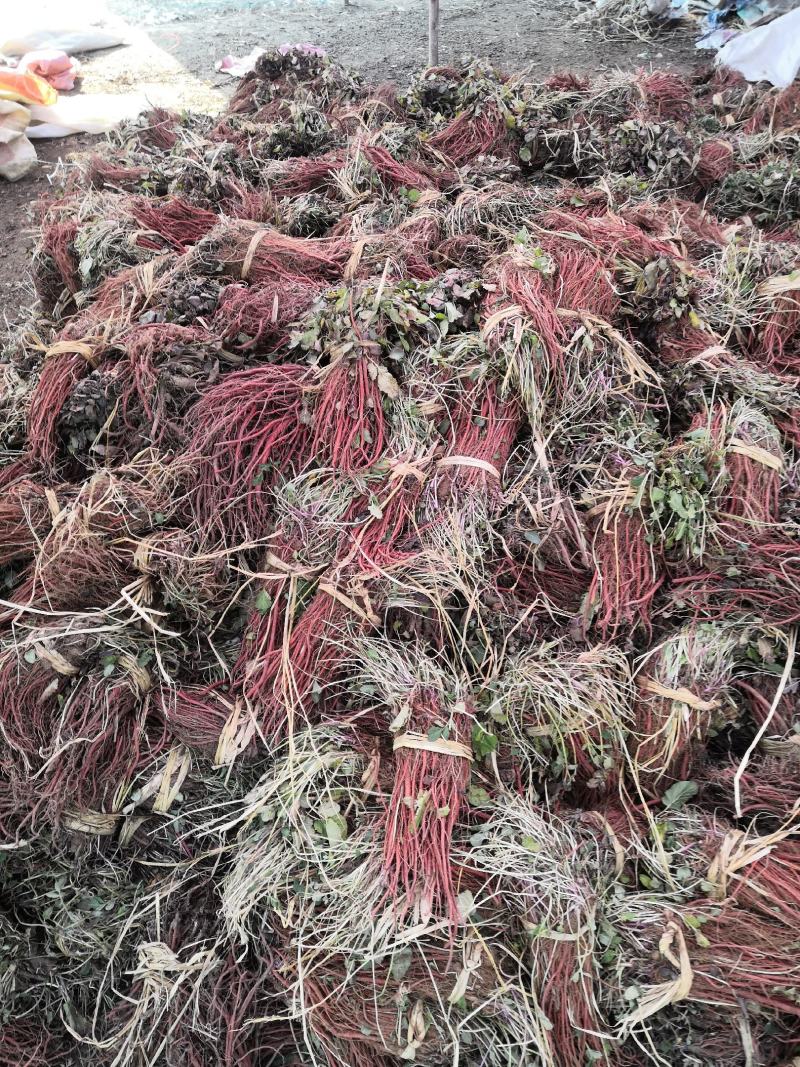 【丹参苗】航天丹参苗苗场直发提供技术回收成品死苗补发