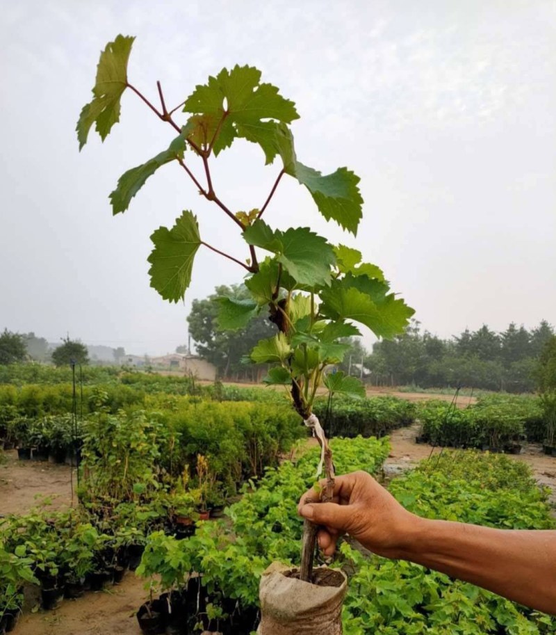 蓝宝石葡萄苗，果子无核蜜甜好吃，嫁接苗，包正品营养杯苗