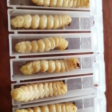 野生斗米虫