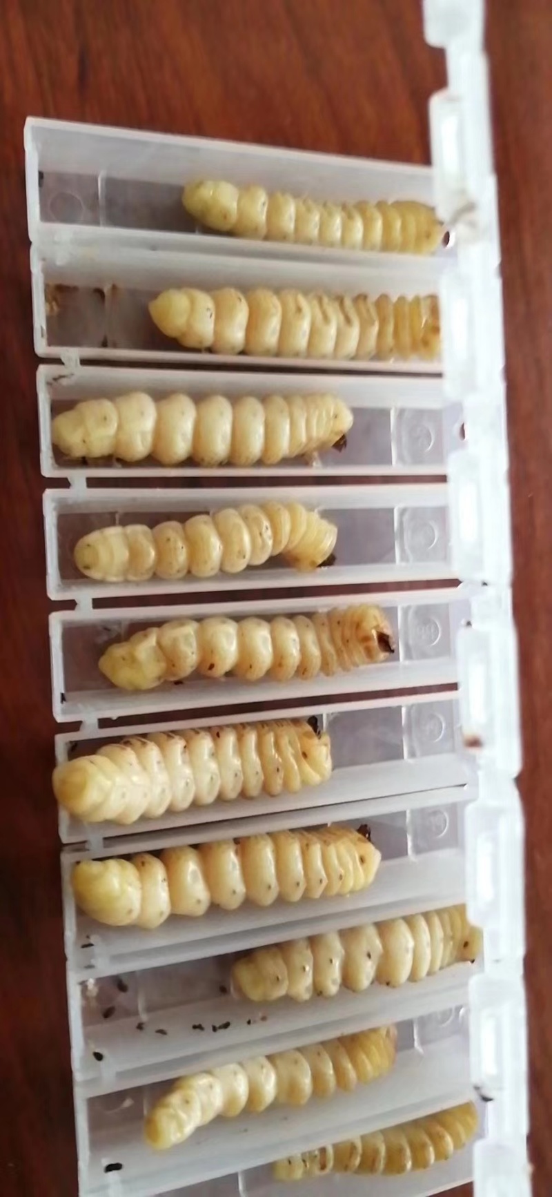 野生斗米虫