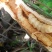 野生斗米虫