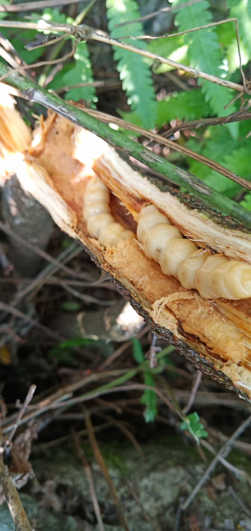 野生斗米虫