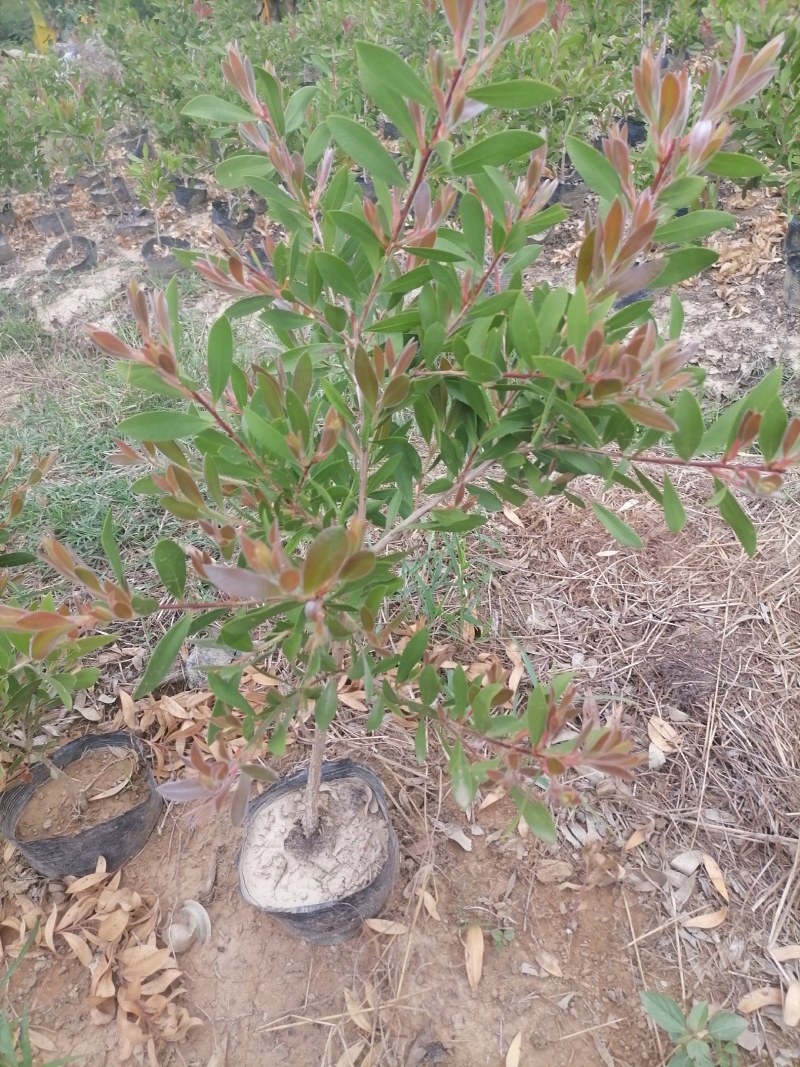 美花红千层批发价出售