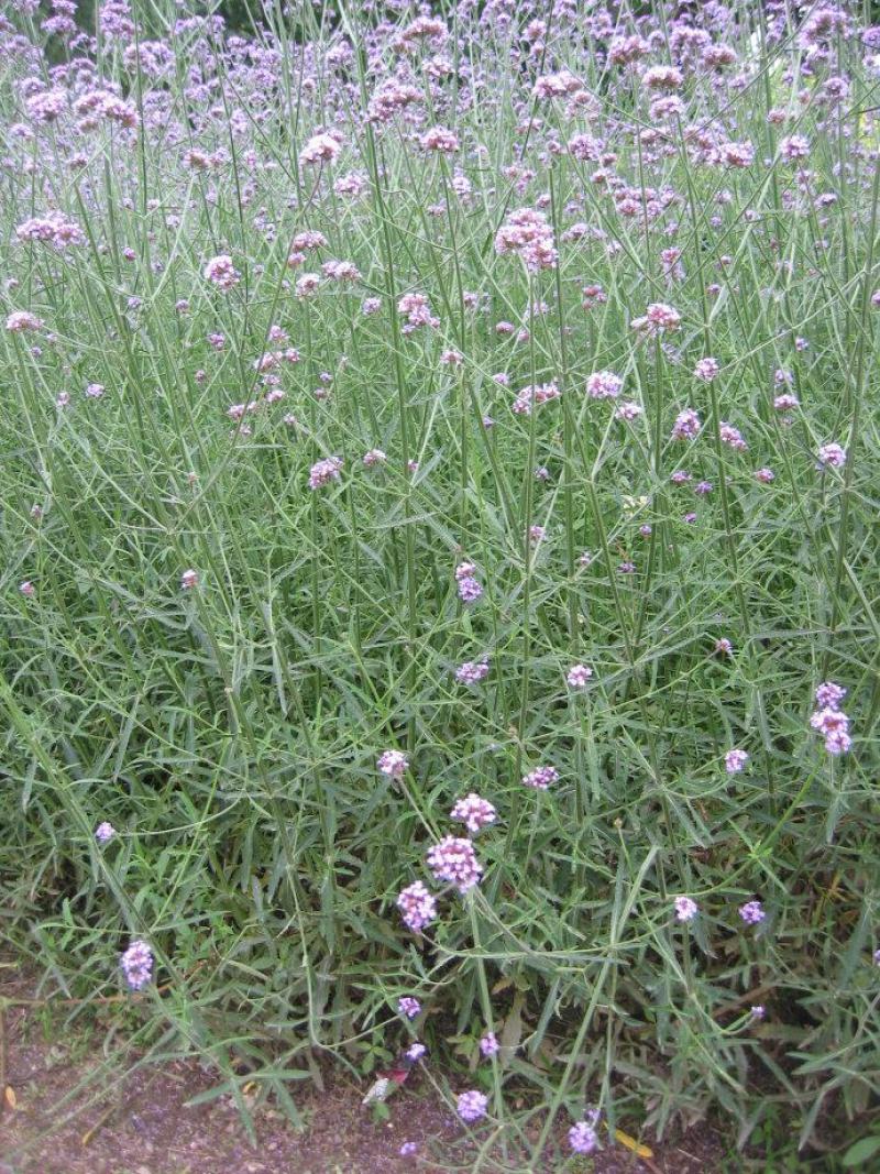 柳叶马鞭草种子花种子多年生草花种子室外园林景观绿化花海