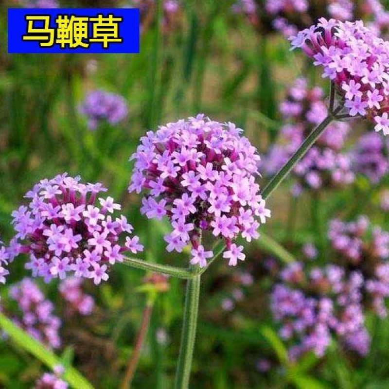柳叶马鞭草种子花种子多年生草花种子室外园林景观绿化花海
