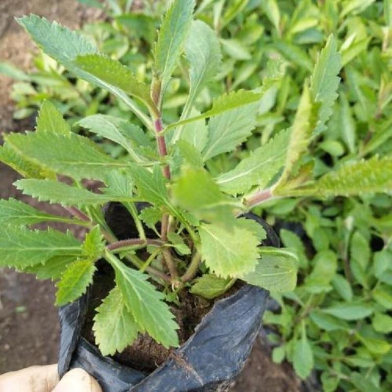 柳叶马鞭草种子花种子多年生草花种子室外园林景观绿化花海