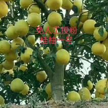桂柚一号苗是-免人工授粉的沙田柚保证品质优质品种