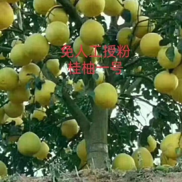 桂柚一号苗是-免人工授粉的沙田柚保证品质优质品种