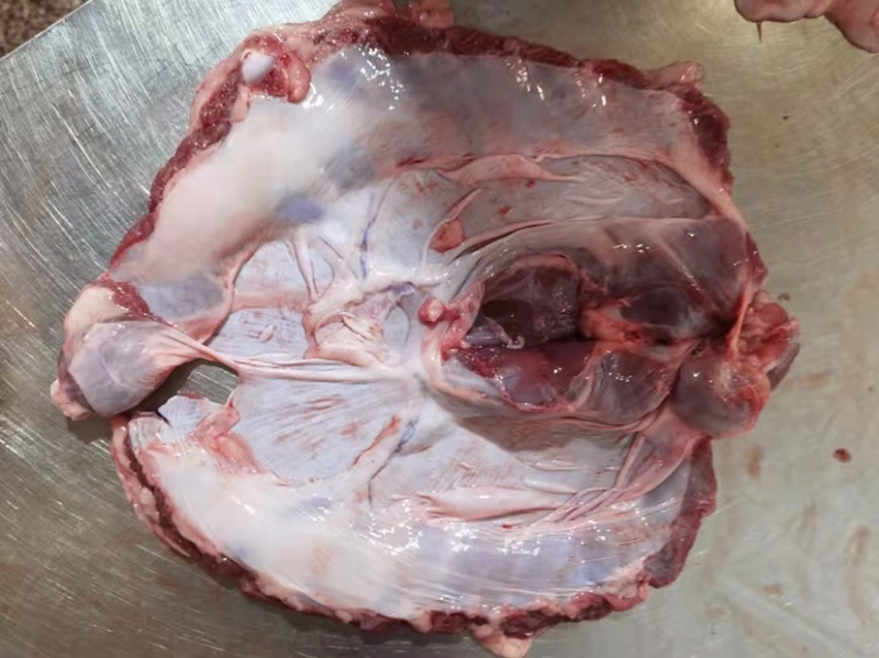 连肝肉