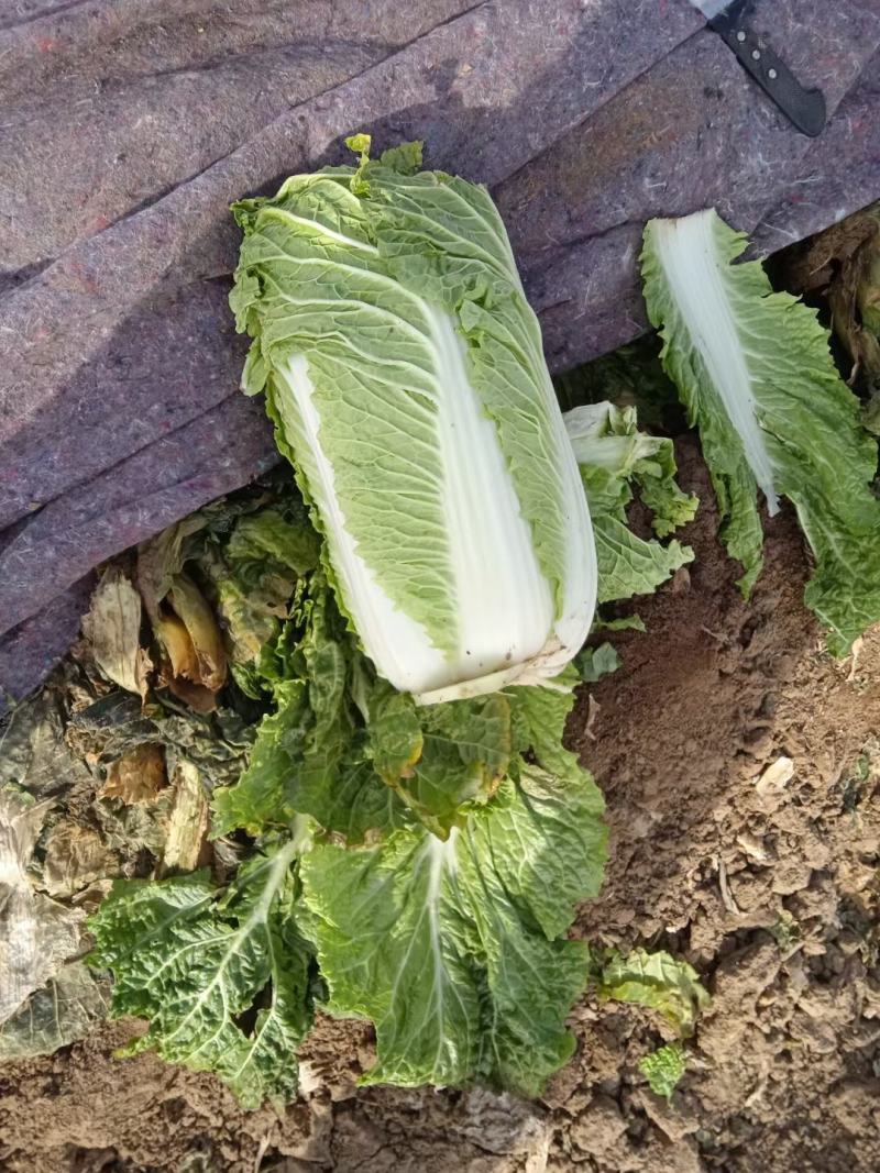 河北邢台金翡翠大白菜黄心大白菜酸菜加工厂货源