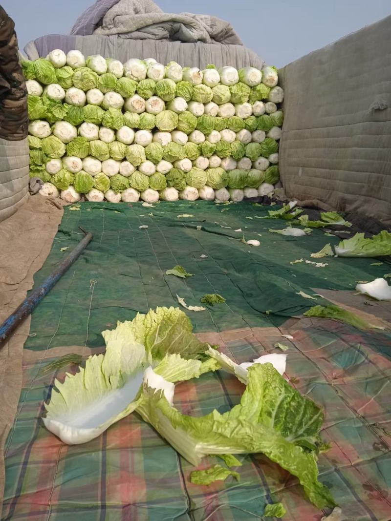 河北邢台金翡翠大白菜黄心大白菜酸菜加工厂货源