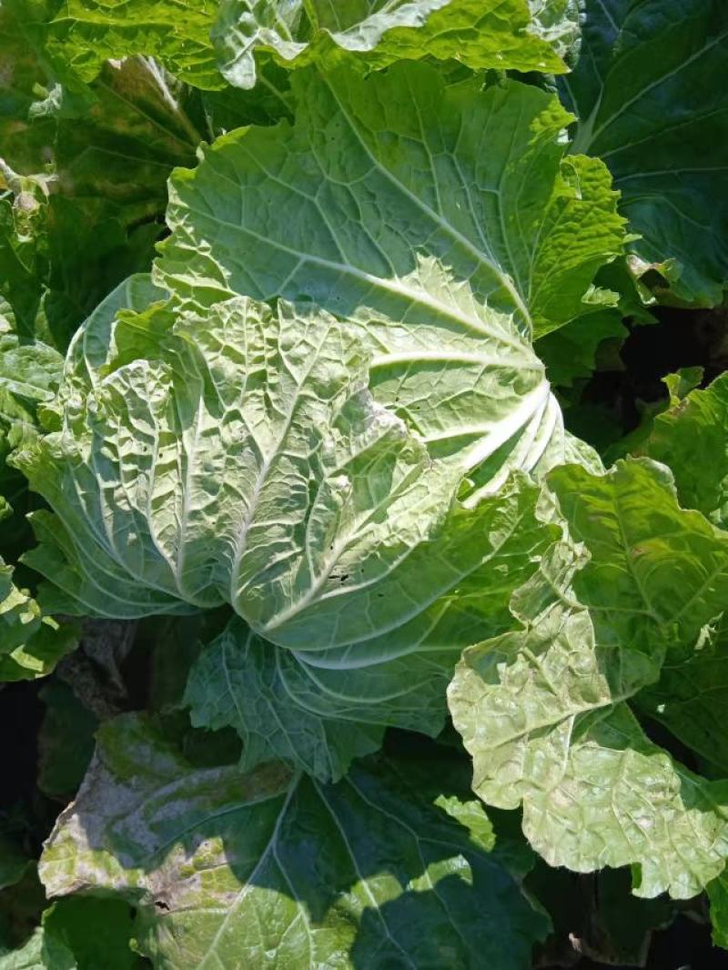 河北邢台金翡翠大白菜黄心大白菜酸菜加工厂货源